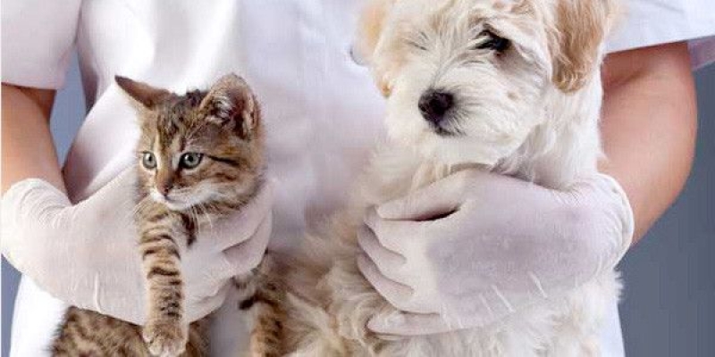 Castração de Cães e Gatos, gratuita para famílias de baixa renda 