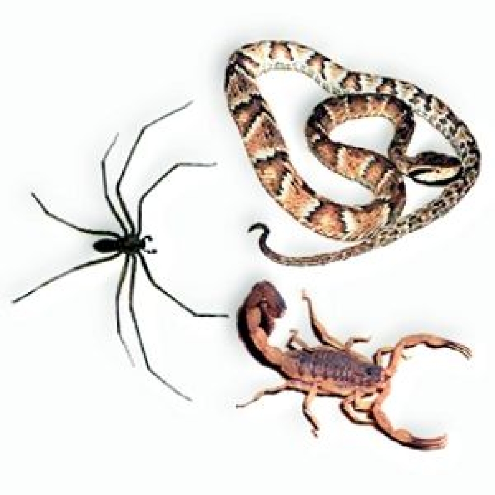 INFORMATIVO SOBRE ANIMAIS PEÇONHENTOS