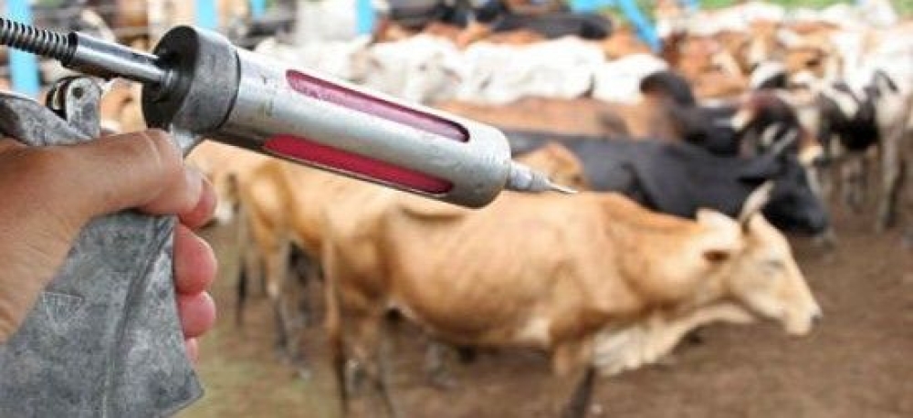 Vacinação contra Brucelose
