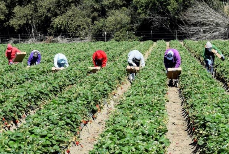 Agricultores Familiares  devem realizar cadastro ou atualização no Programa Fomento Municipal