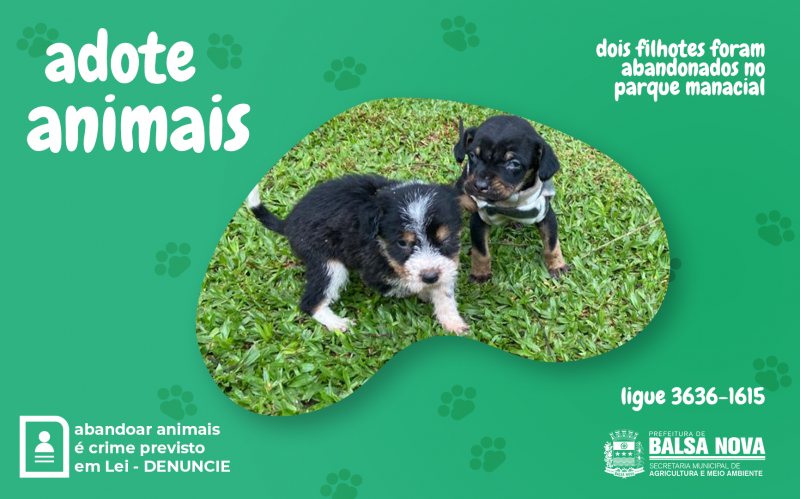 Adote animais