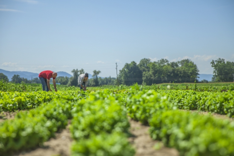 Prefeitura abre chamamento público para aquisição de alimentos da Agricultura Familiar